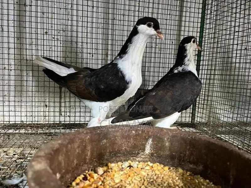 Pigeon