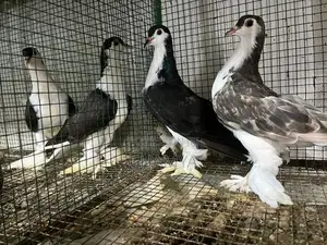 Pigeon