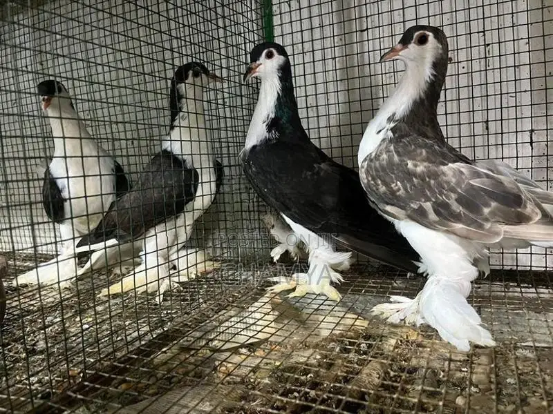 Pigeon