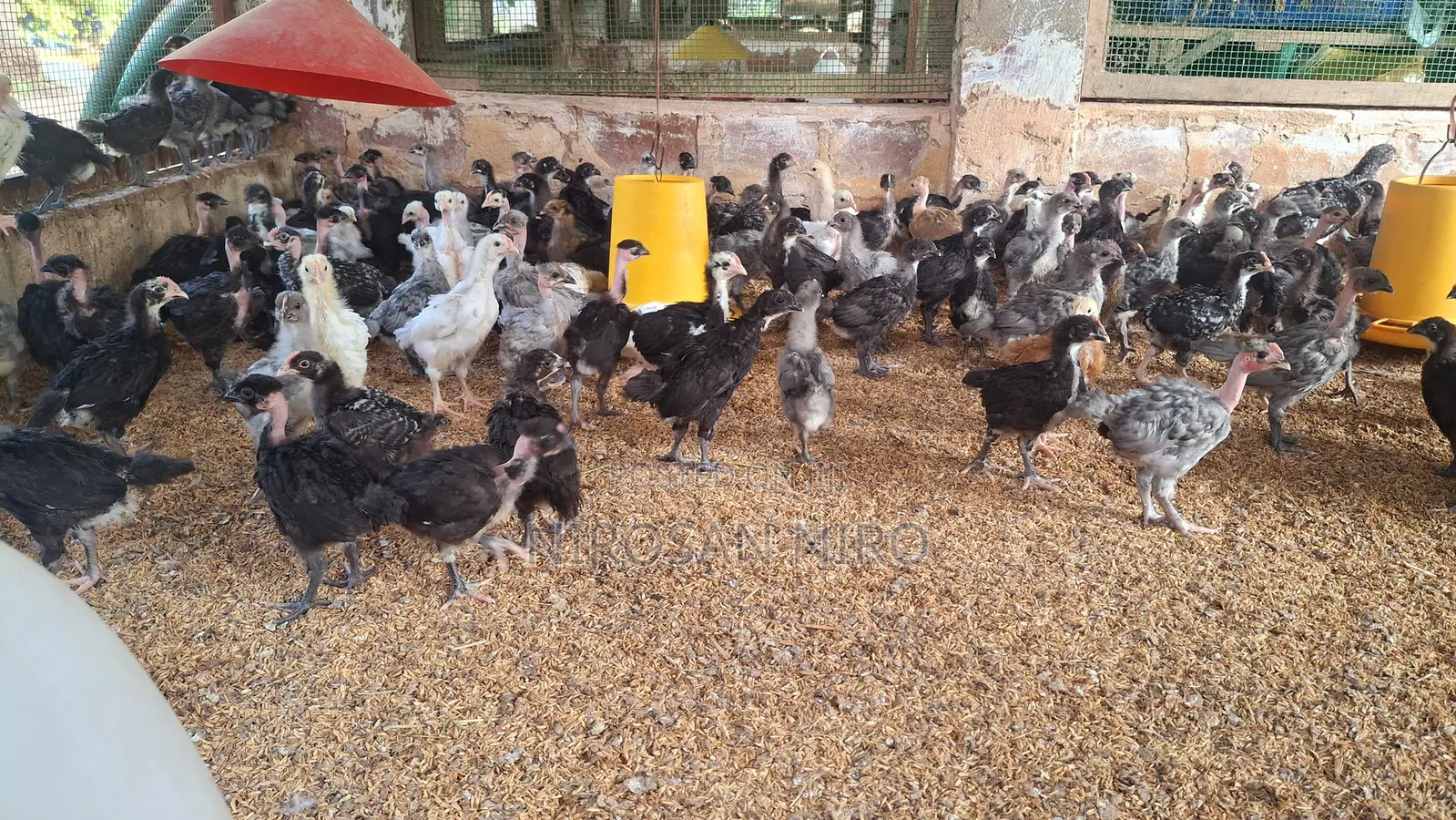 Country Chik