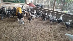 Country Chik