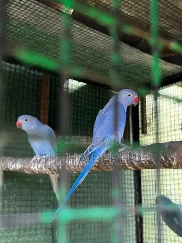 Violet Ringneck Parrots