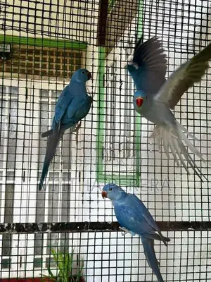 Violet Ringneck Parrots
