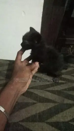 Himalayan Kitten