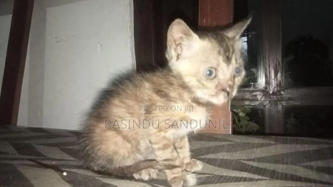 Himalayan Kitten