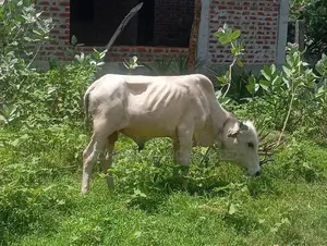 Cow