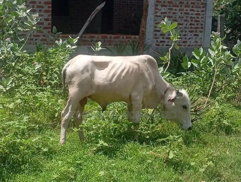 Cow