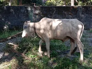 Cow