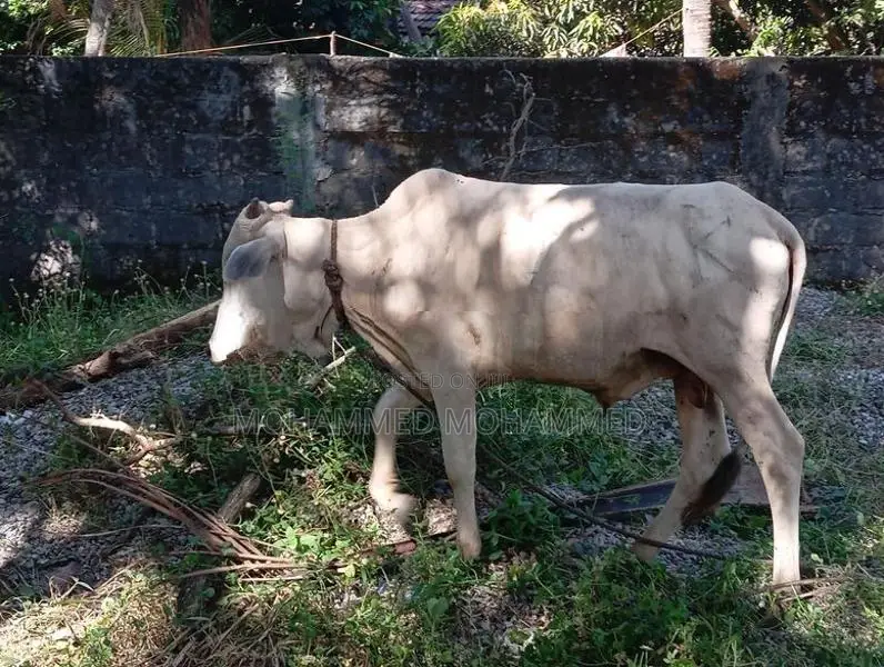 Cow