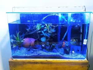 Fish Tank