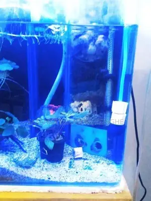 Fish Tank