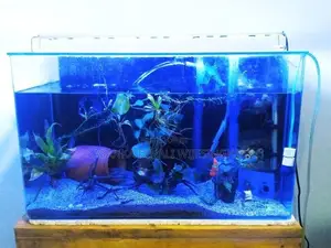 Fish Tank