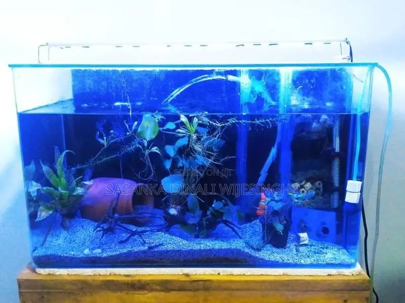 Fish Tank