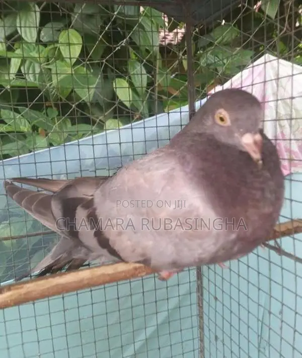 Pigeons