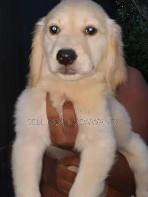 Golden Retriever puppy
