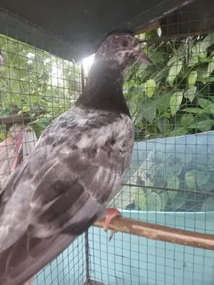 Pigeons