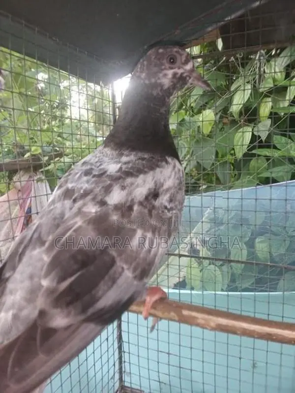 Pigeons