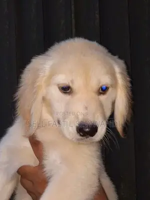 Golden Retriever puppy