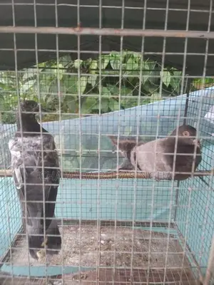 Pigeons