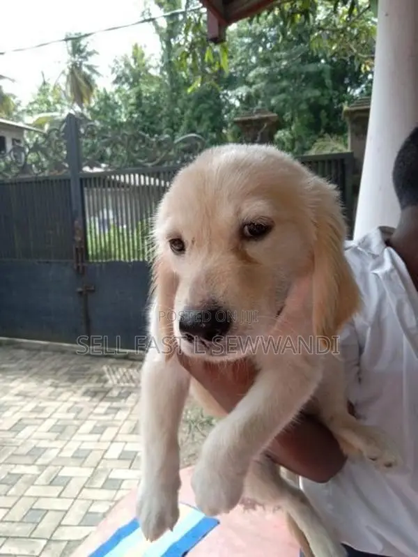 Golden Retriever puppy
