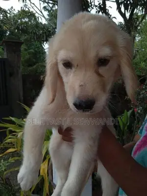 Golden Retriever puppy