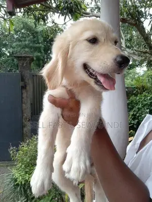 Golden Retriever puppy