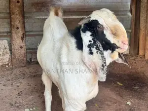 ஆடு Goat