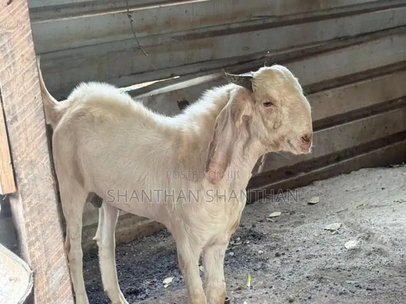 ஆடு Goat