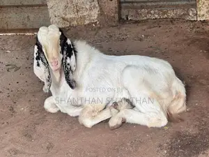 ஆடு Goat