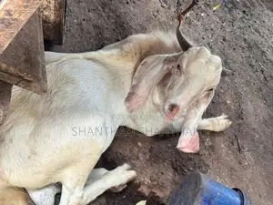 ஆடு Goat