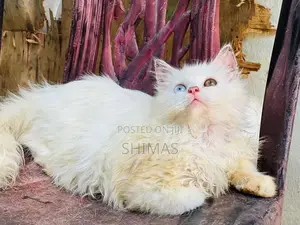 Ginger Persian Female Cat