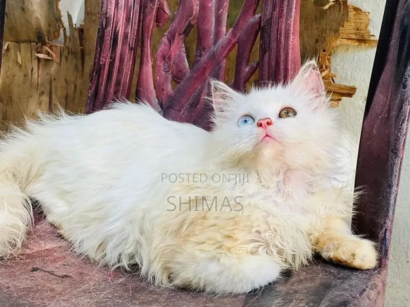 Ginger Persian Female Cat