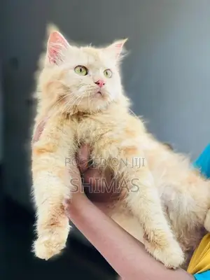 Ginger Persian Female Cat