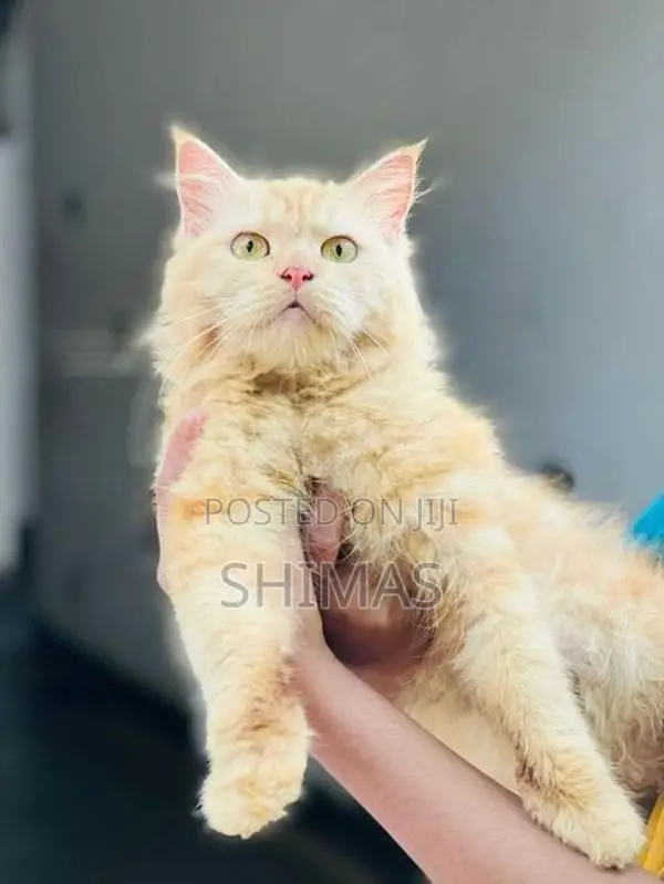 Ginger Persian Female Cat