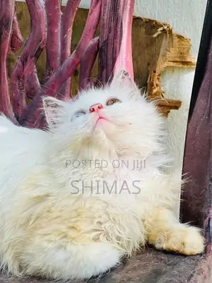 Ginger Persian Female Cat