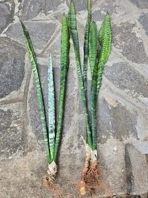 Snake plants to sell