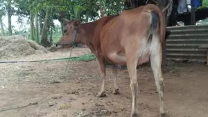 Farm Cow