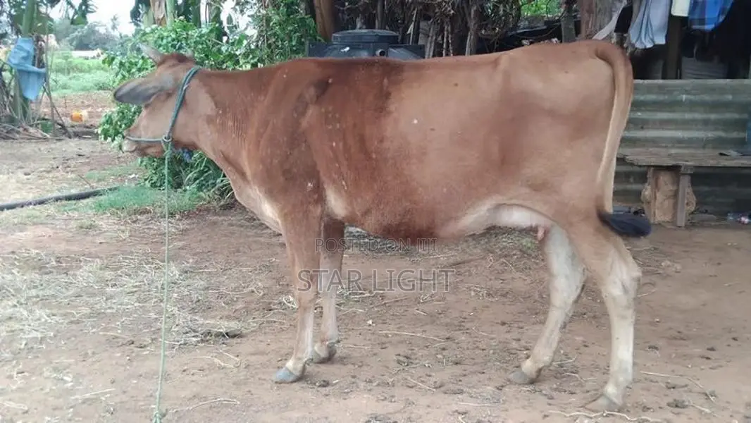 Farm Cow