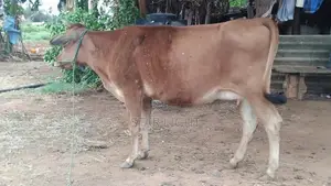 Farm Cow