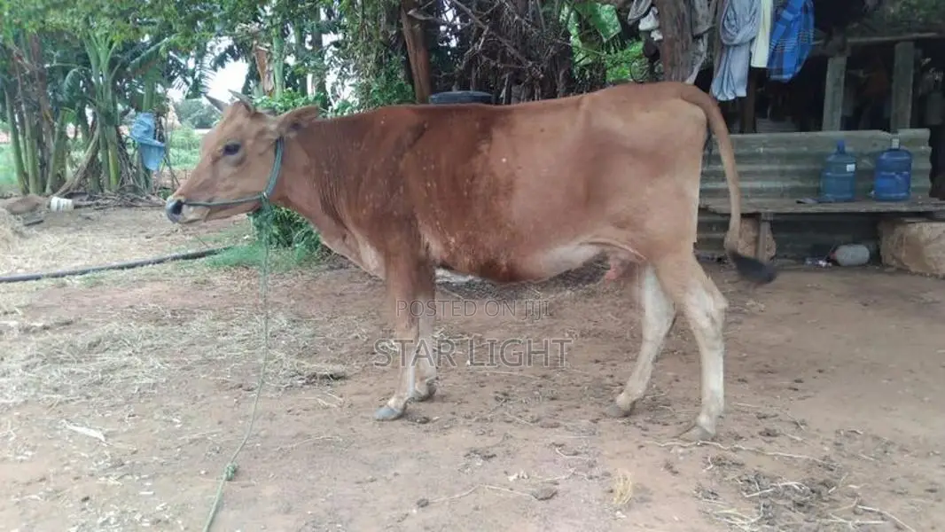 Farm Cow