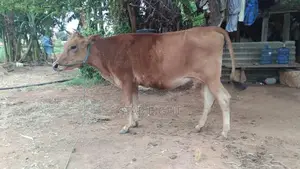 Farm Cow