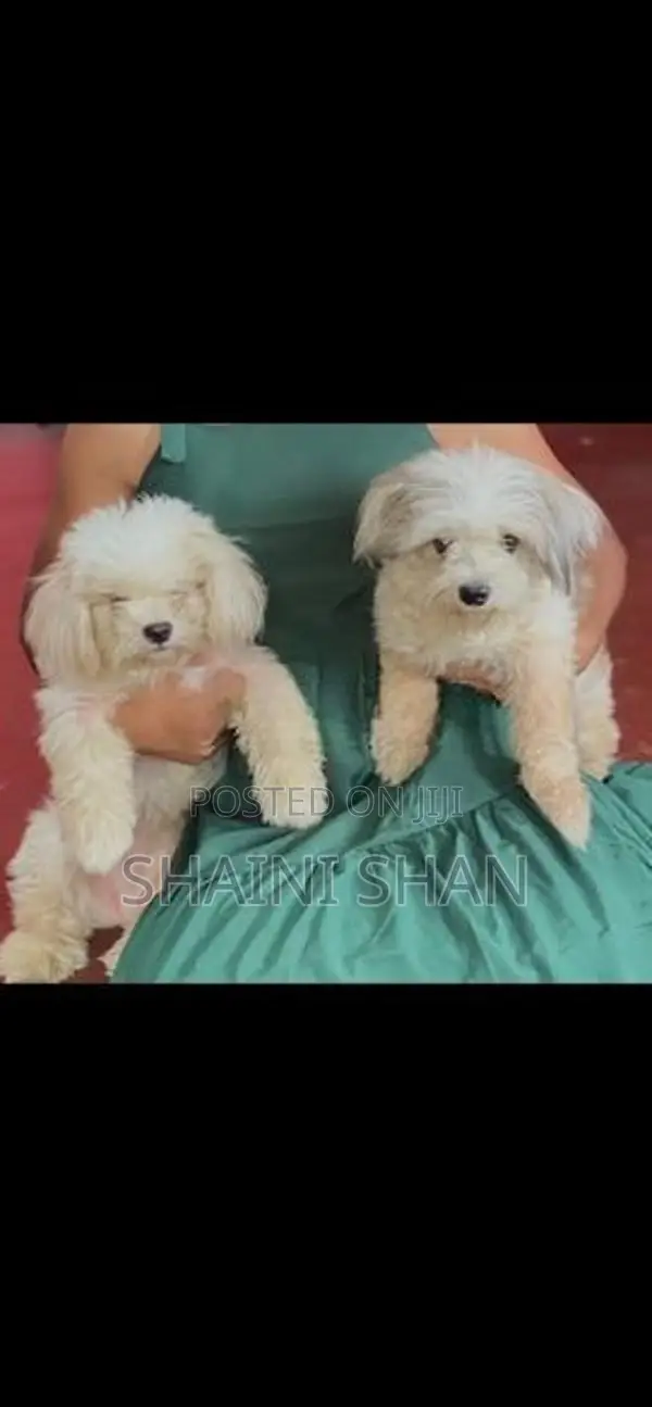 Shih Tzu Puppies