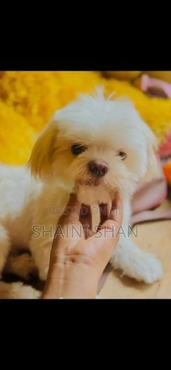 Shih Tzu Puppies