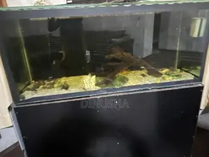 Fish Tank