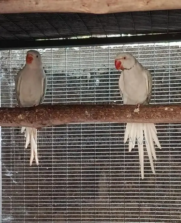 Yellow Ringneck Bird