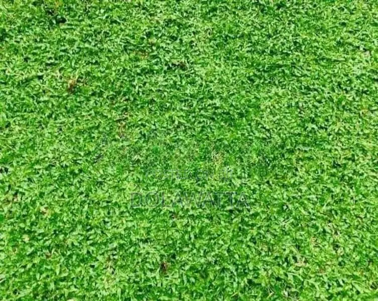 Malaysian grass