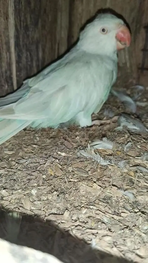 Yellow Ringneck Bird
