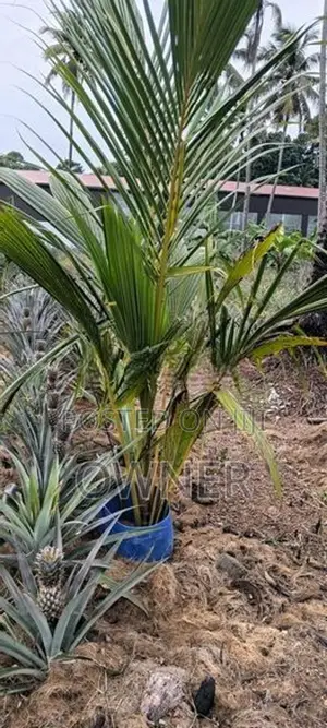 CRC65 පොල් පැළ