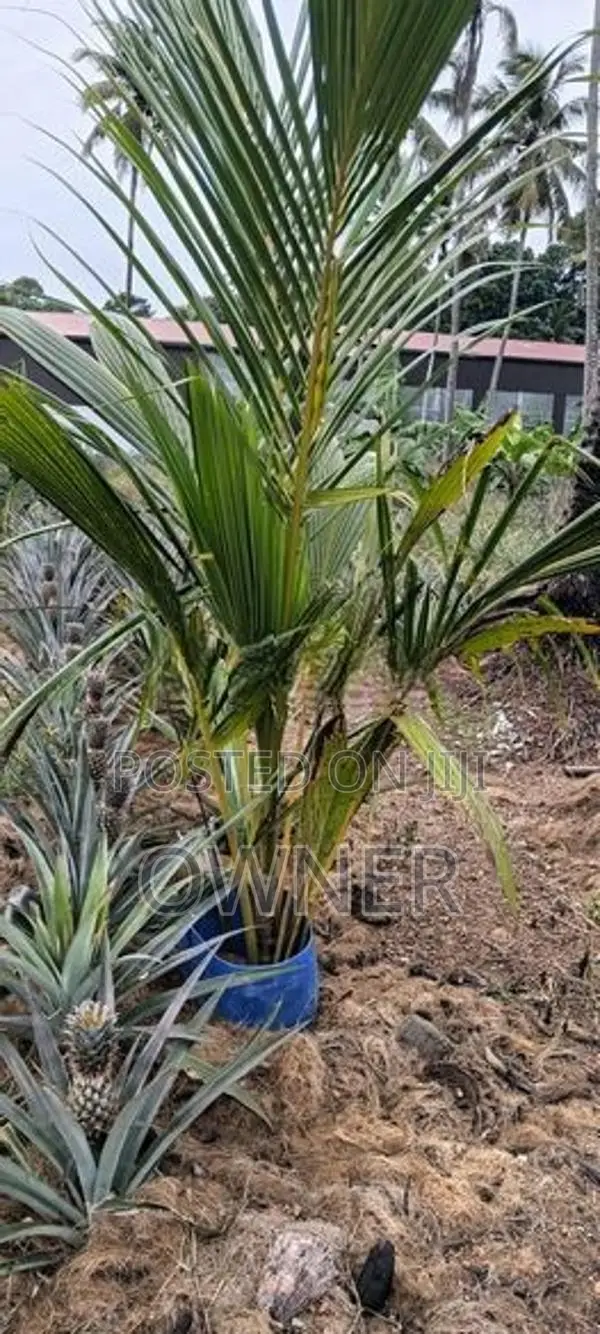 CRC65 පොල් පැළ