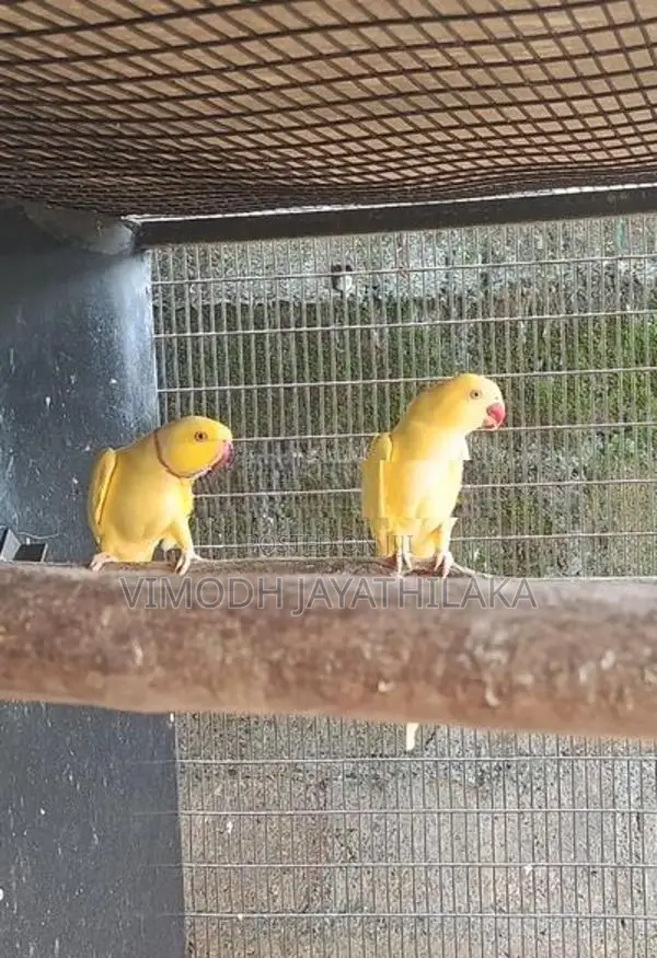 Yellow Ringneck Bird